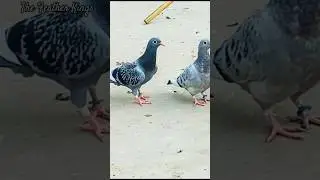 Beautiful racing baby pigeons from HC Loft FSD 🕊️ #RacingPigeon #BabyPigeons #shorts #youtube