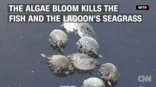 Fish are dying in mass in Florida