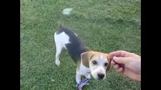 Murphy (SARG)