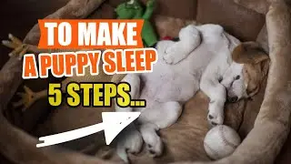 HOW to Make A PUPPY SLEEP?🐶💤