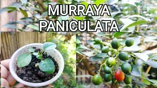Murraya Paniculata or Kamuning sample propagation from seeds