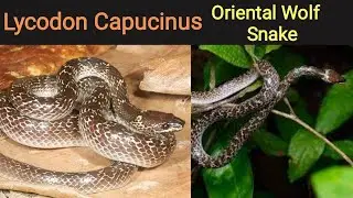 Night Herping | Found a Lycodon Capucinus | Oriental Wolf Snake | Reptiles of Wild