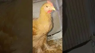 My Chicks Became Chicken #hen #rooster #chicks #chicken