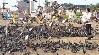 Flock of pigeons on the seashore