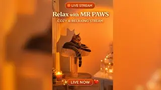 🐈 Relaxing Cat Live | 