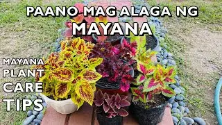 Mayana Plant Tips | Mayana Plant Care & Propagation