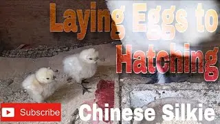 Chinese Silkie Chicken from laying eggs to hatching | Backyard to Table TV