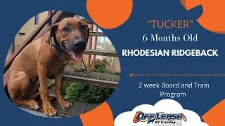 Winston-Salem Dog Trainers - 6 Month-old Rhodesian Ridgeback in 2-week Board & Train