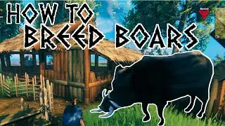 How To Breed Boars in Valheim - Ultimate Guide!