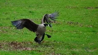 Dog vs. Goose