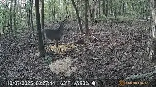 Daytime Buck Captured with Magic Eagle Cellular Trail Camera 