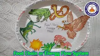 Food Chain || 🌱🦋🐍🦅🐅 || Energy Flow System || STXPS || Suparna Kundu Ma'am