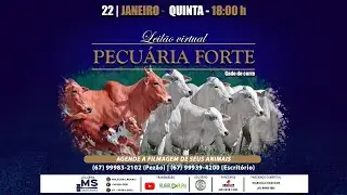 LEILÃO VIRTUAL PECUARIA FORTE - CAMPO GRANDE/MS - RURAL PLAY