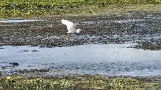 Snowy Egret has Yellow Feet & Is Nervous About Landing with Alligator in Vicinity, Orlando Wetlands!
