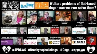 Welfare problems of flat-faced dogs - can we ever solve them?