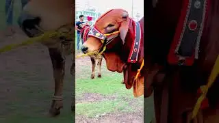 Dangerous cow Qurbani 👿#2k23 #2023 #bull