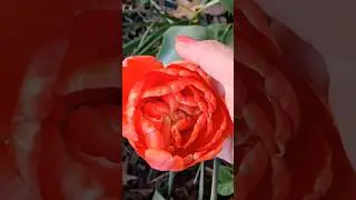 Succession Gardening With Spenta | Perennial Spring Gardens | Peony Tulip