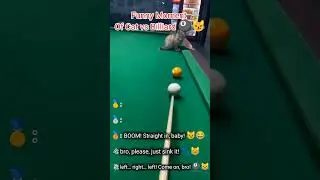 Epic Cat Chaos on the Billiard Table! 🎱😹 Who&rsquo;s the real master? Watch now! #FunnyPets #Shorts #Viral