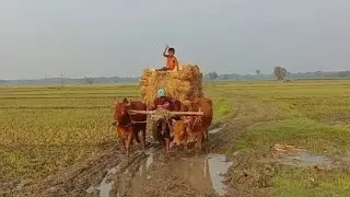 The Ancient Art of Paddy Loading with Bullock Carts | Traditional Farming Methods