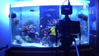 DSLR Reef Aquarium Photography | Part Two