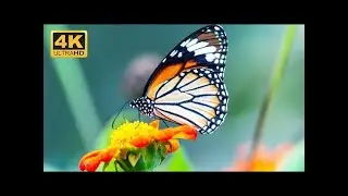 Top 50 Most Beautiful & Colorful Butterfly In The World   4k ULTRA HD