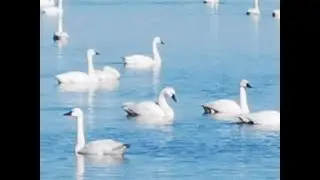 Pungo Lake Swans
