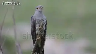 Familiar Birds sounds is so peacefull