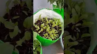 Thanks for 1L+views Growing Beetroot from seeds at home#garden #trending