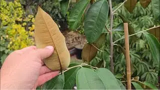 Rare Fruit Rewards + Moringa Flowering & New Plants