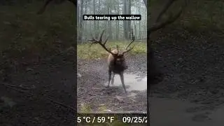 | Bull Elk Preparing For Battle | #elk #bugle #nature
