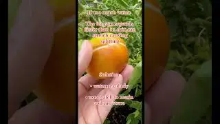 Tomato care 101: Tip #2 Why are my tomatoes splitting and how can I fix it? #gardening #tomatocare