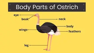Body Parts of Ostrich | Ostrich Body Parts | Anatomy of Ostrich | Body Parts | Easy Learning