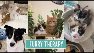 Furry Therapy for Mental Wellness