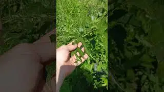 Morus indica плодоносит в Челябинске