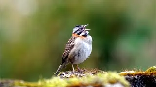 Rufous-collared Sparrow in Ecuador. Singing, calling & juvenile