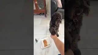 #smartpuppy #reaction