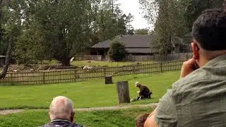 Falcon and Ground Hornbill in Kolm&aring;rden #video #sweden #zoo #birds #beautiful #subscribe #travel