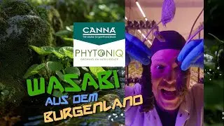 Visiting the largest indoor Wasabi farm in Europe - PhytoniQ & CANNA
