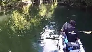 Spot tail bass , top water explosion