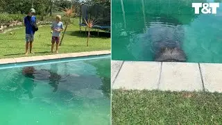 Family Find Giant Hippo in Swimming Pool