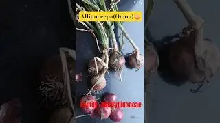 #onionforhairgrowth #monocotplant #pyazkepakode