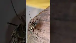 Nature Observation: Beautiful Insect.