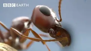 Lava vs Ants - The Ultimate Survival Experiment