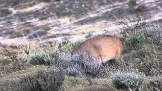 Puma Torres del Paine, Chile www.albatross-birding.com