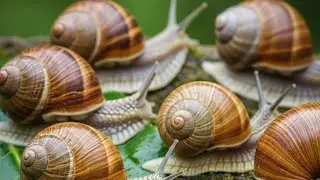 Decoding the Snails: An Closer Look at Their Anatomy and Behavior 
