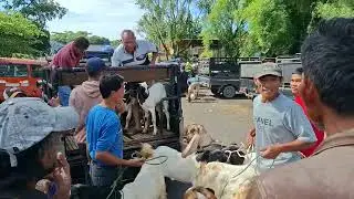 KAMBING KAMBING LUCU SATE KAMBING KAMBING EMBEK-EMBEK SUARA KAMBING EMBEK KAMBING LUCU SAPI SAPI MOO