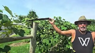 2 year old grapes in block 1 at Mississippi River Valley Vineyard