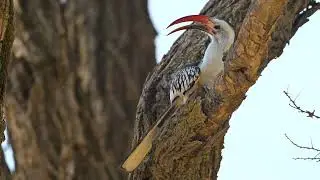 Northern Red-billed Hornbill (Tockus erythrorhynchus) - Buffalo Springs NR (Kenya) 8-9-2025