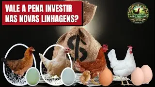 Quanto Você Pode Ganhar com 400 Galinhas Coloridas?