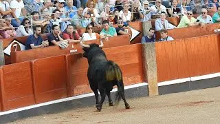 3. AS DE LA FIESTA en Salamanca, Ganaderia Vellosino, Virgen de La Vega 2025 (por Carlos...